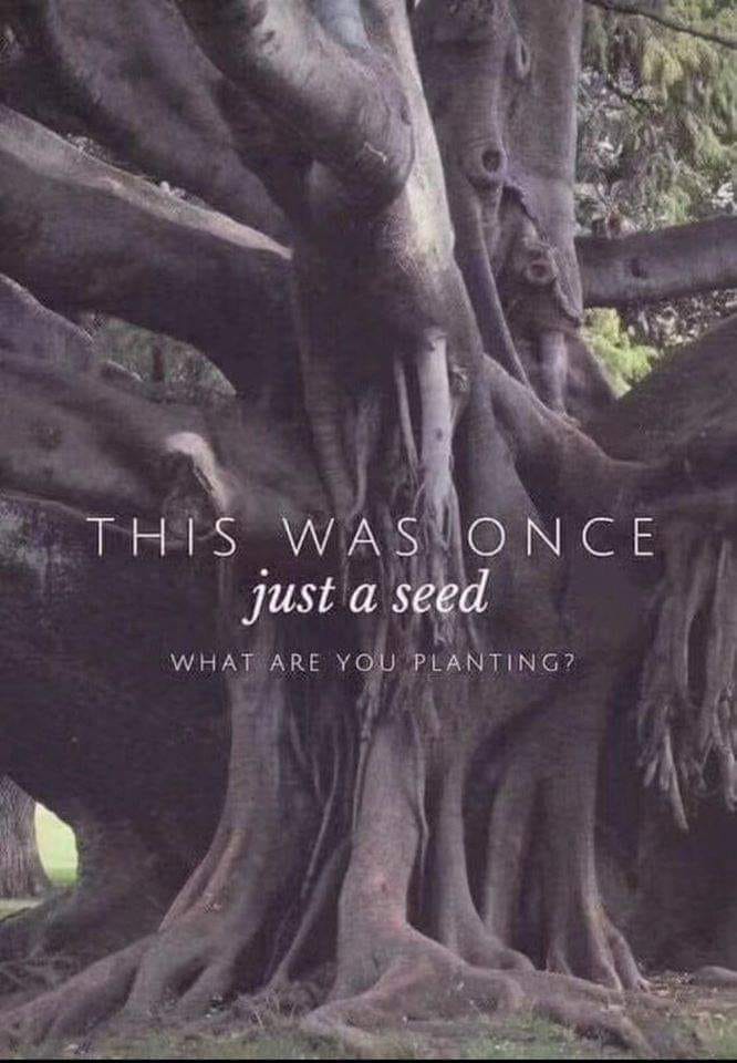 this was once a seed